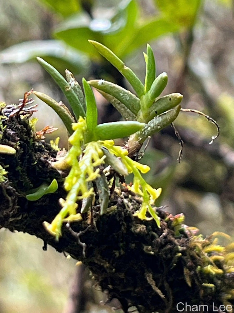 Octarrhena parvula Thwaites